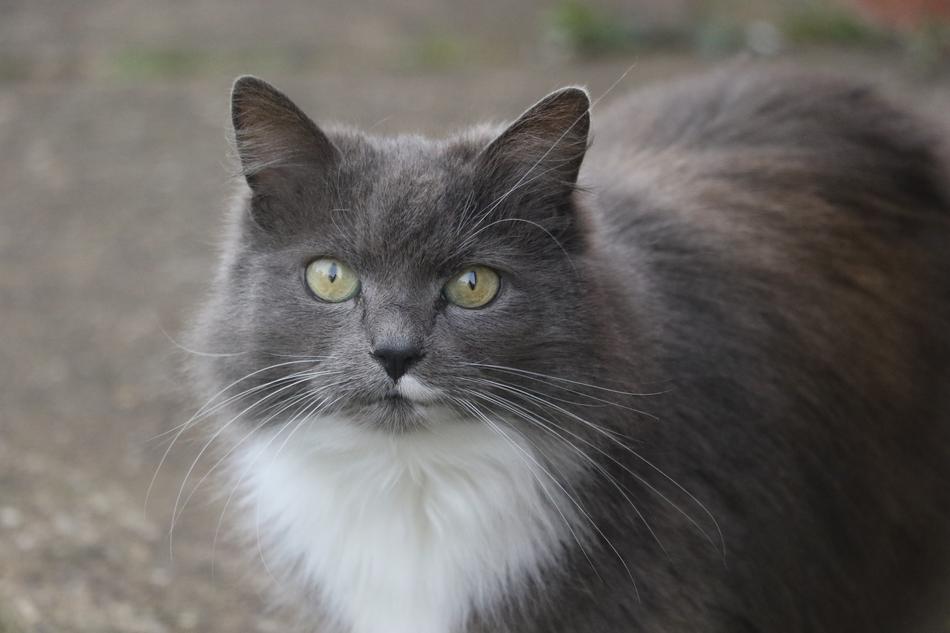 Cat Cats Eyes Eye