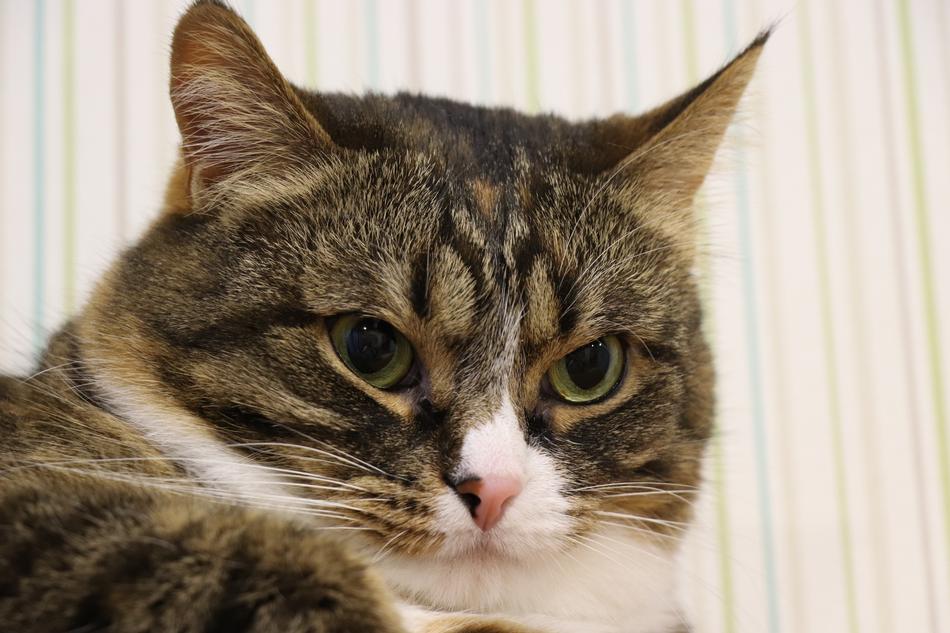 Cat Portrait Fur