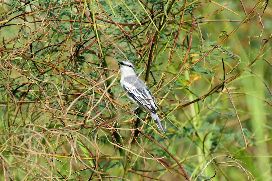 Bird Wild Wildlife