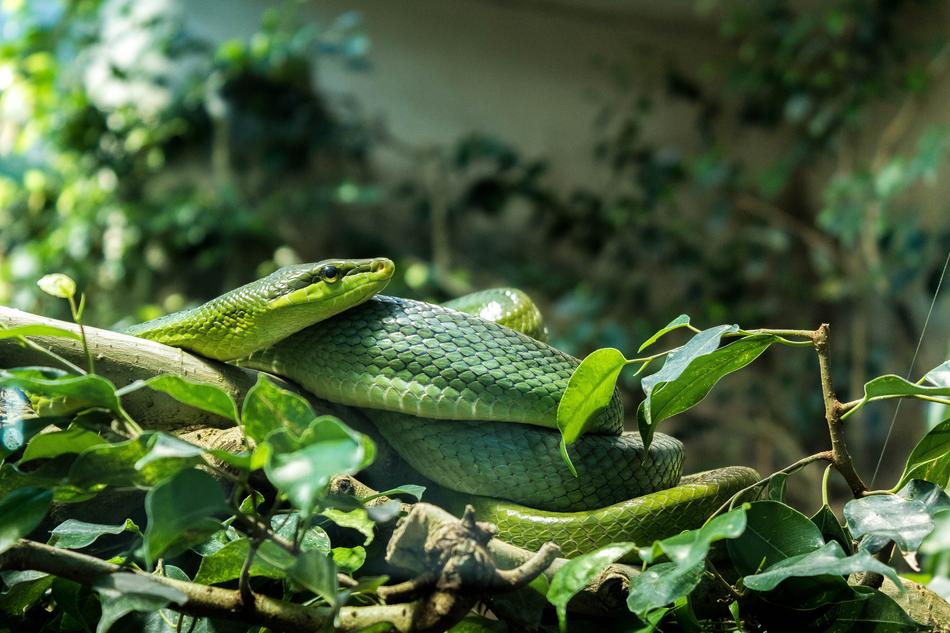 Snake Zoo Animal