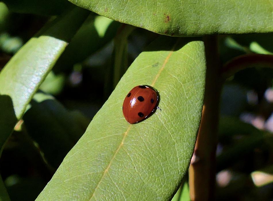 Spring Ladybug Insect