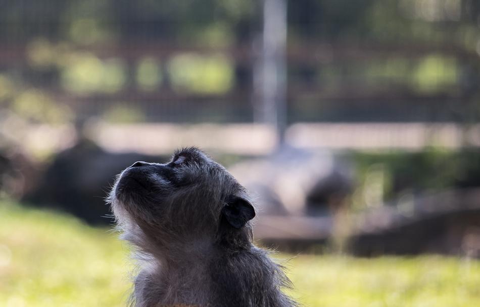 a little monkey in the green grass