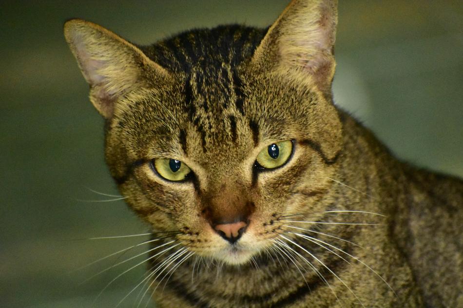 Cat Eyes Whiskers