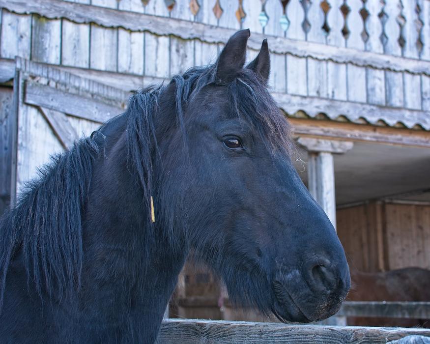 Horse Head Animal
