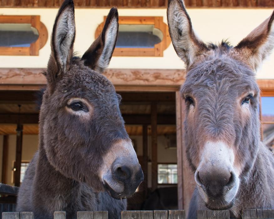 Donkey Head Ears Beast Of burden