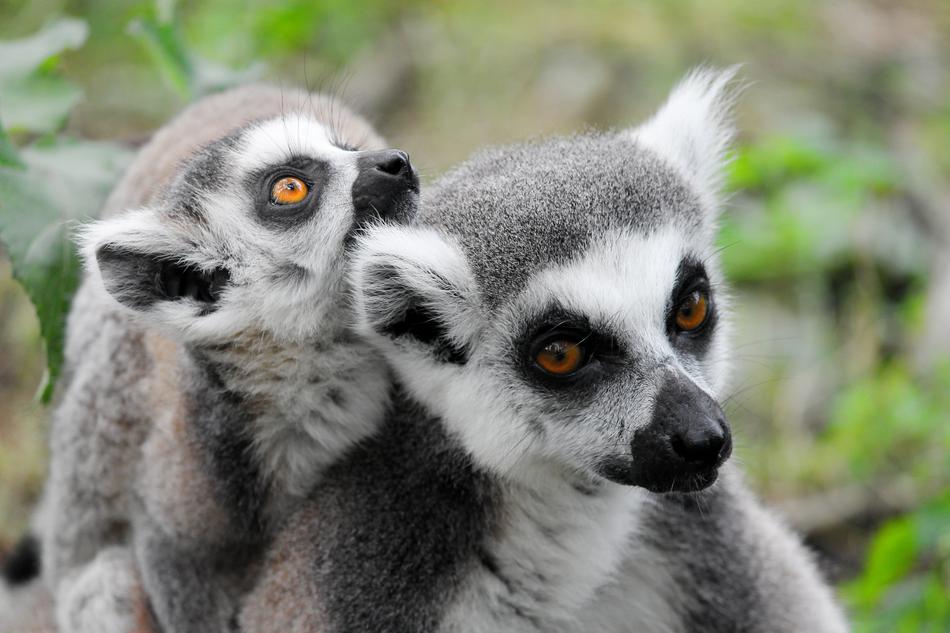 Makis Lemur Lemurs Monkeys