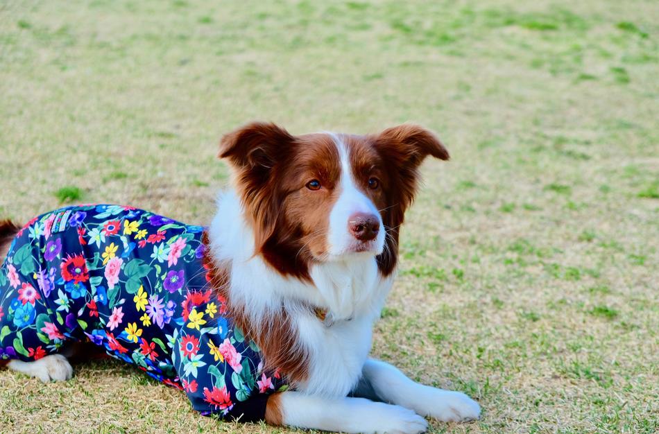 Dog Wear Lawn Fine