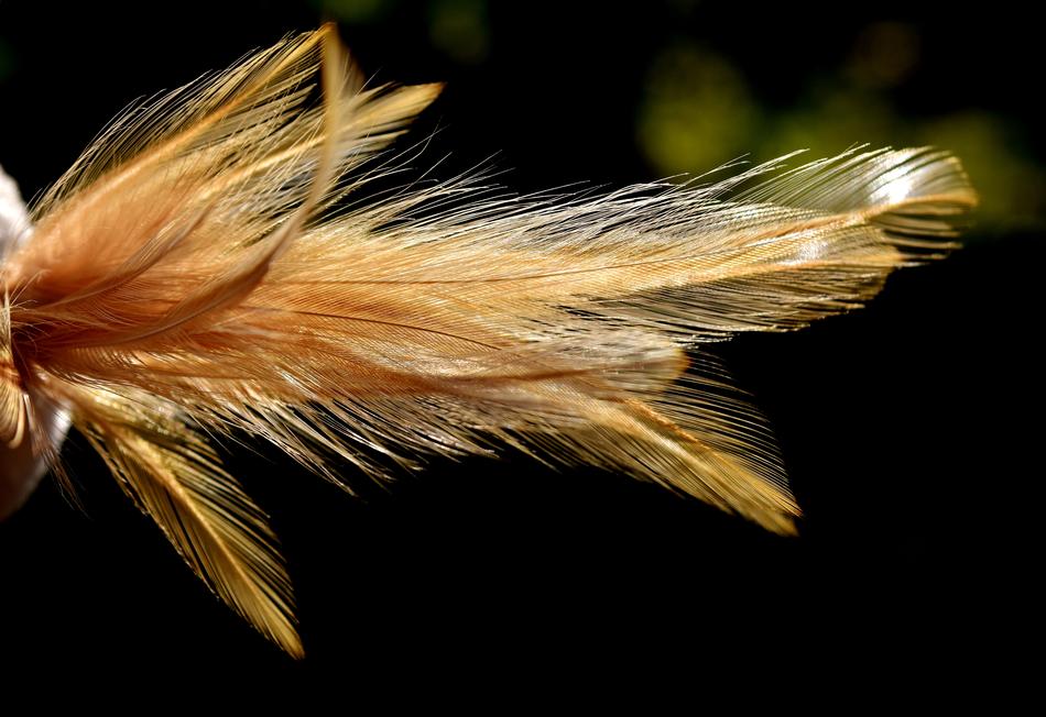 Feather Color Plumage