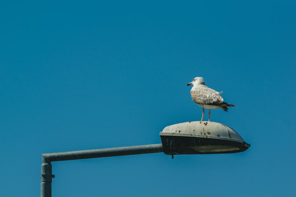 Gull Light Poles Street Lighting