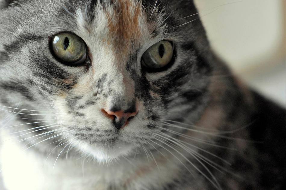Cat Domestic Face Cat'S