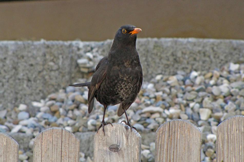 Blackbird Bird Onlooker Animal