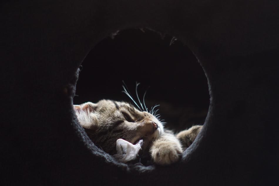 Cat Gata