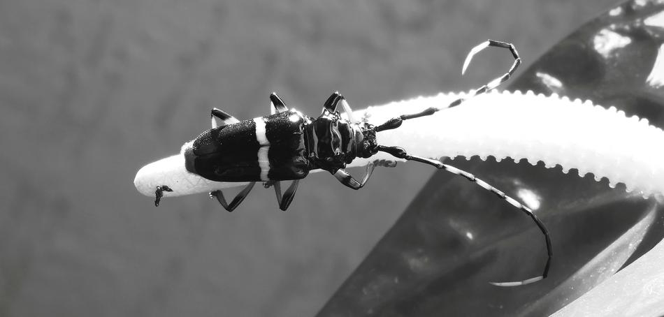 Black And White Insect Nature
