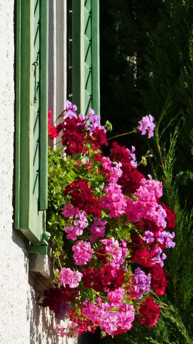 House Window Shutters
