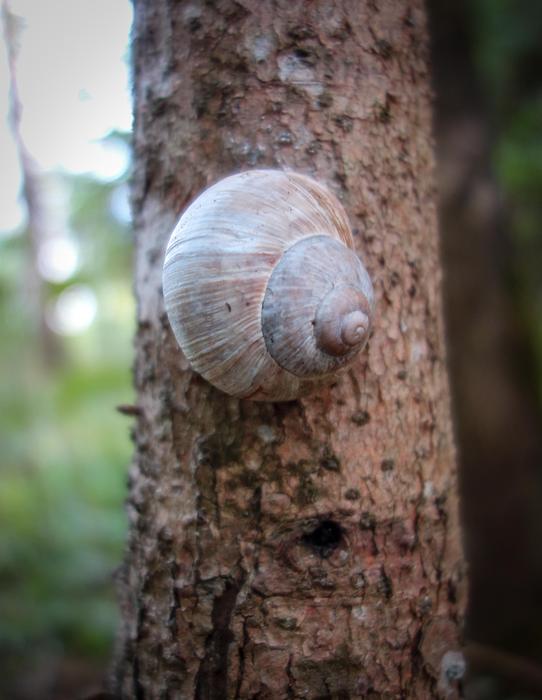 tree snail