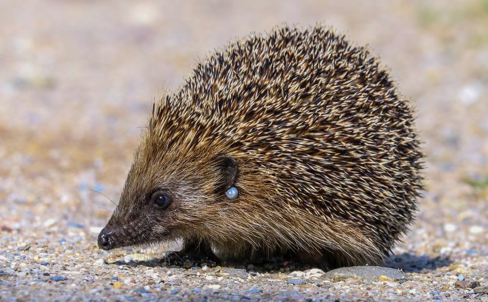 cute little hedgehog