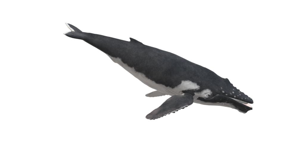 wal humpback whale animal maritime