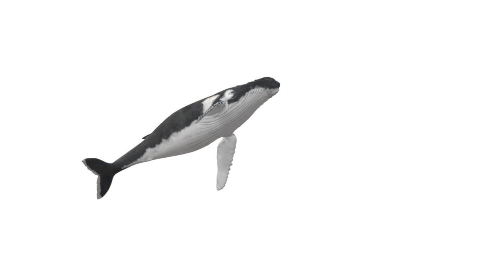 wal humpback whale animal maritime