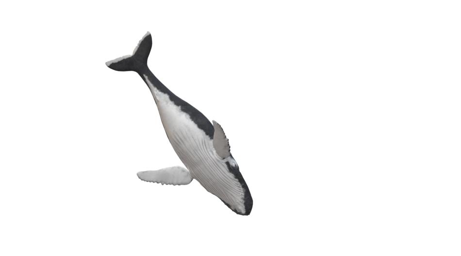 wal humpback whale animal maritime