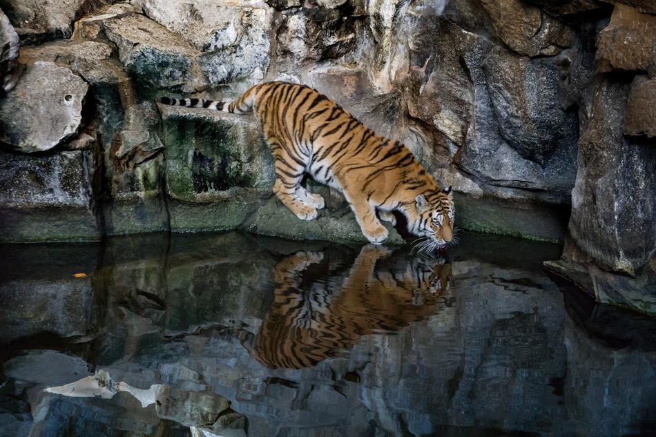Tiger Predator Big Cat