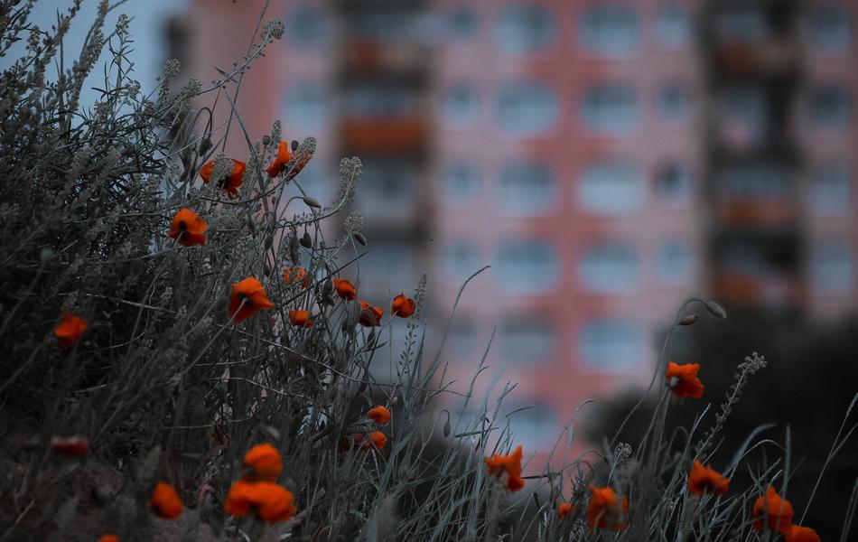 Poppies City Flowers
