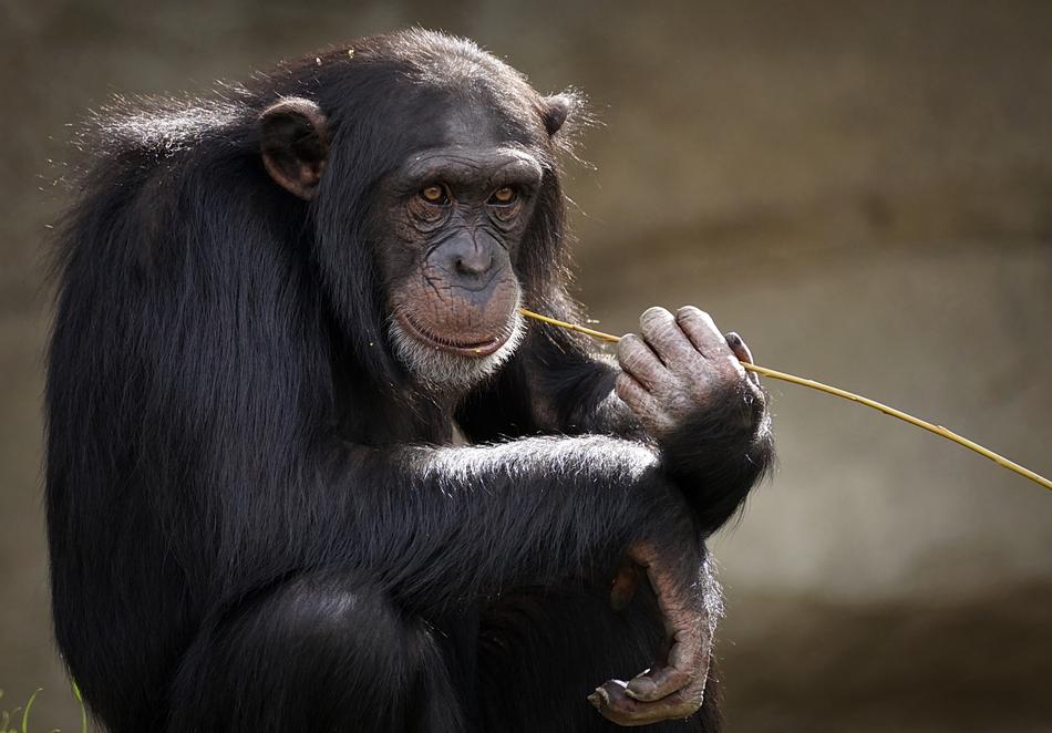 Chimpanzee Monkey Ape