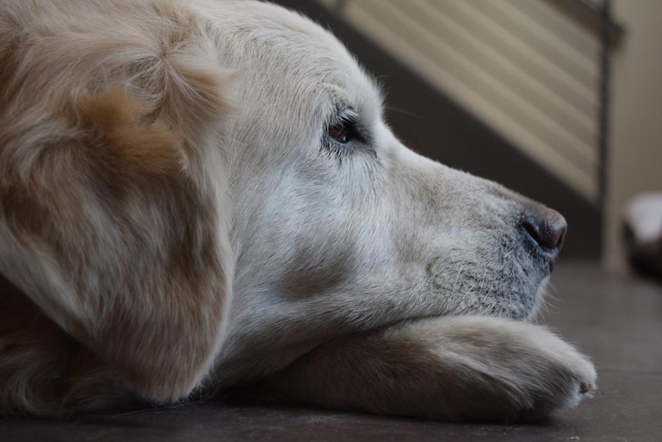 white dog lying down
