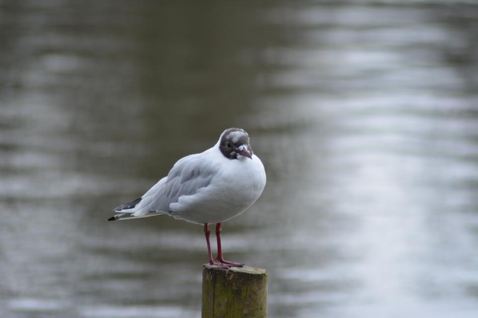 bird on a pole by the lake