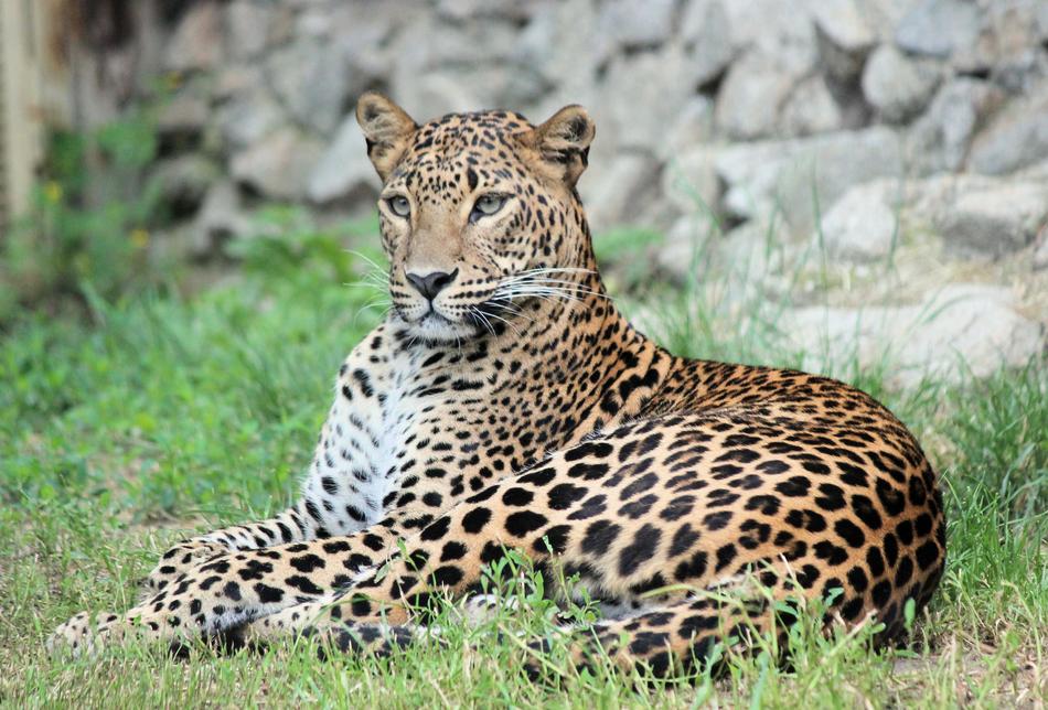 Leopard Panther Pardál