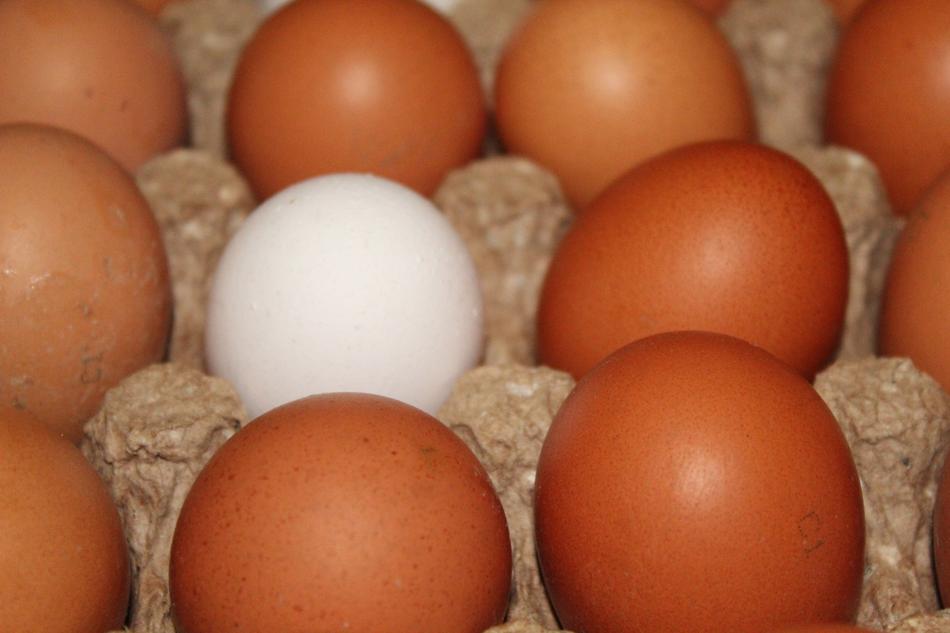 white egg among the brown ones