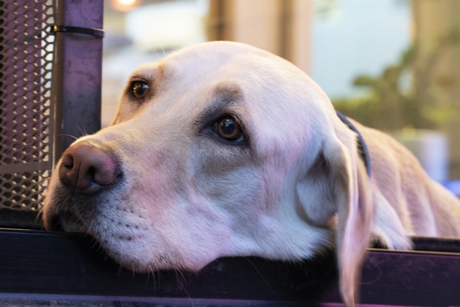 Dog Pet Dogs Canine Companion