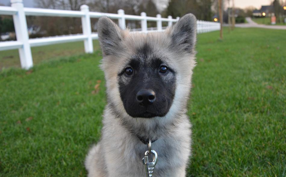 Dog Pup Eurasier