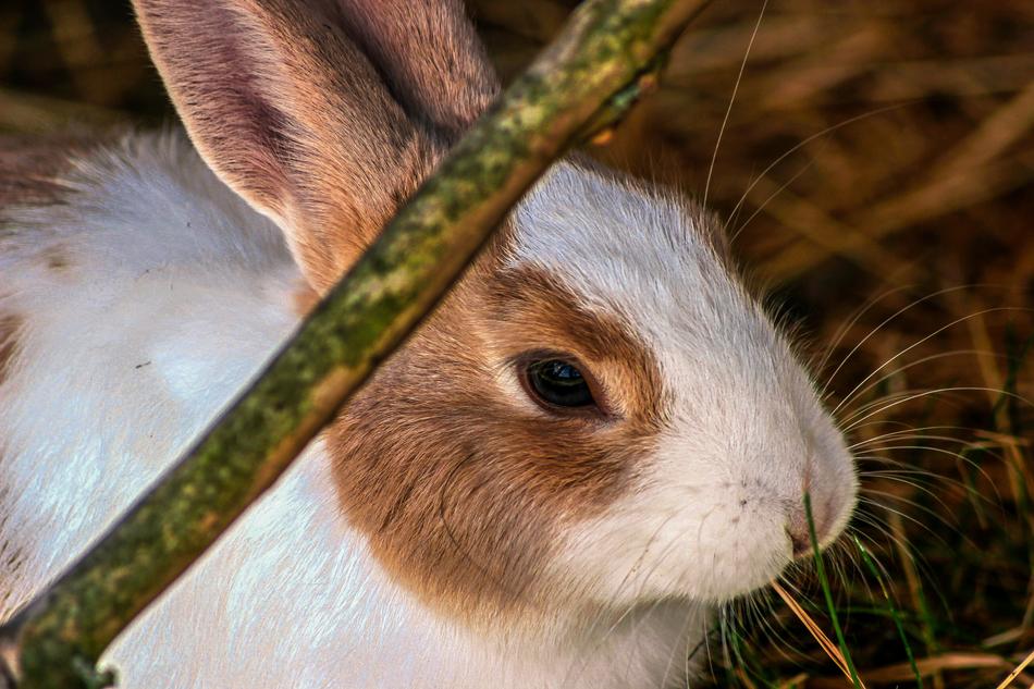 Rabbit Hare Close Up