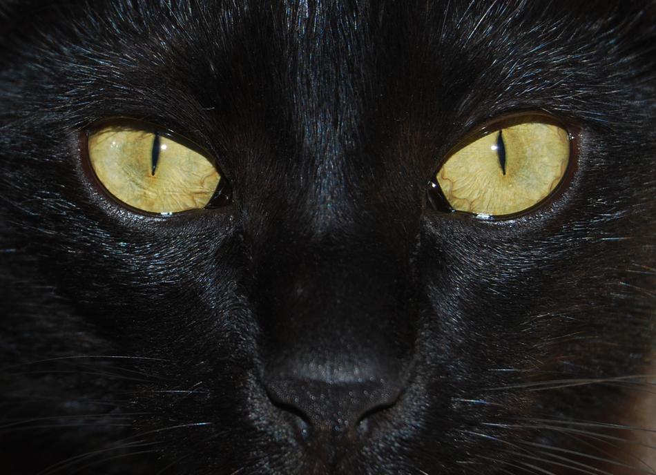 green eyes black cat