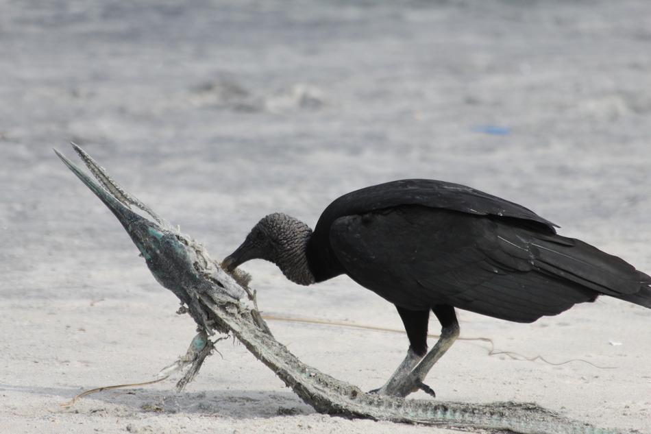 Bird Wildlife Animal