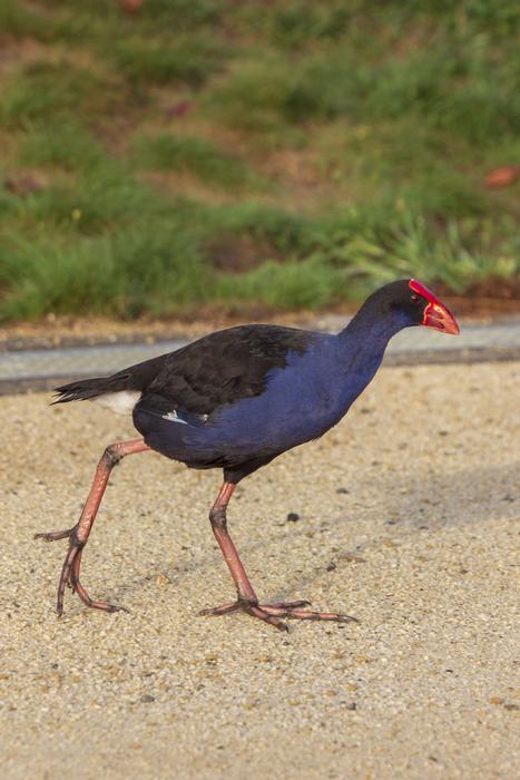 wild Pukeko Bird Walking