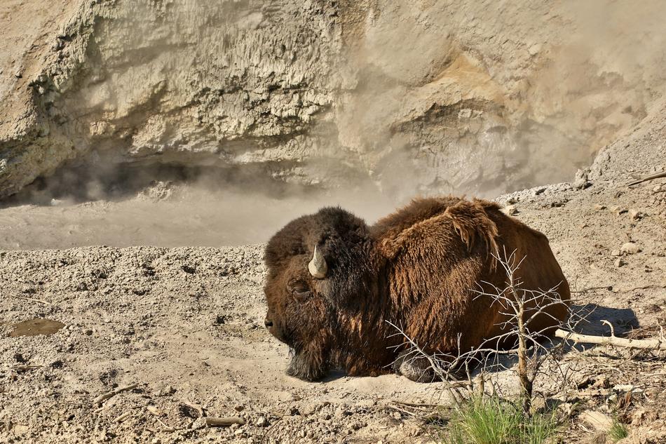 Bison Buffalo Animal