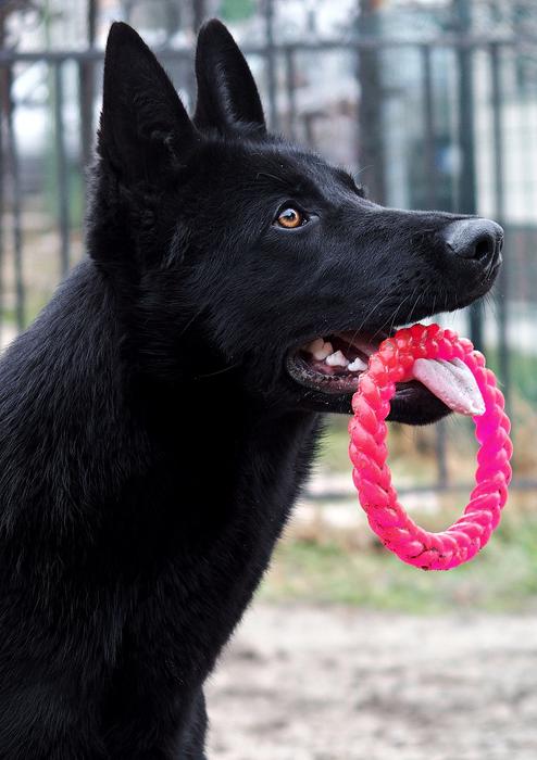 Black German Shepherd Dog Portrait