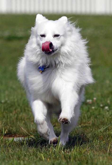 Dog American Eskimo Pet