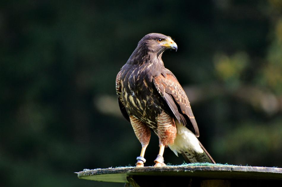 wild bird staring into the distance