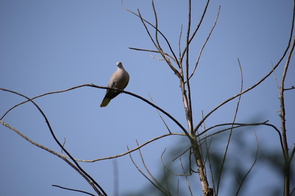Bird Tree Branch