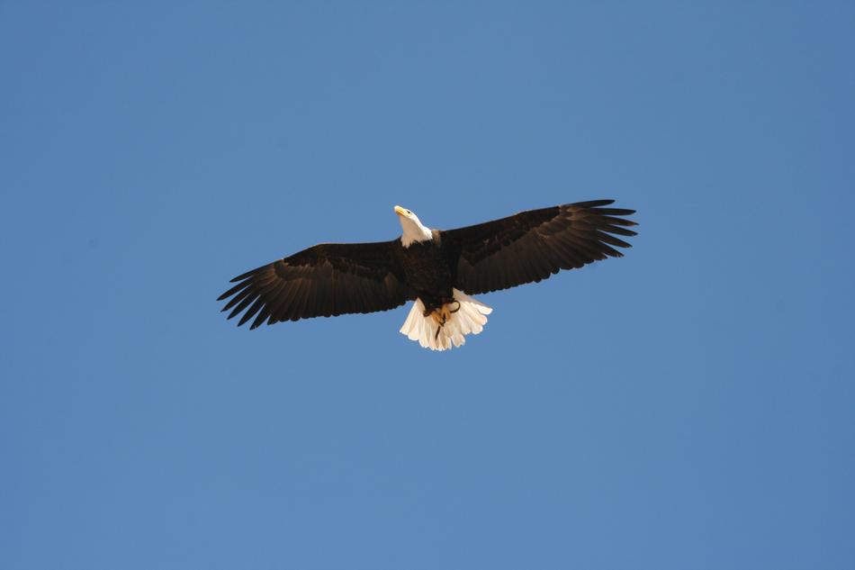 Bird Of Prey Nature Animal