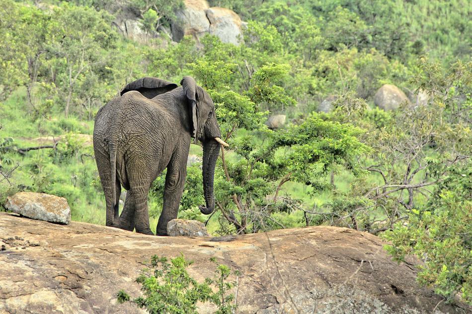 Elephant Safari Africa