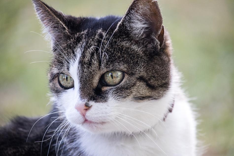 Cat Domestic Animal