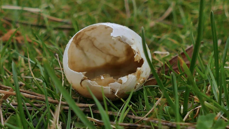 a broken egg on the green grass