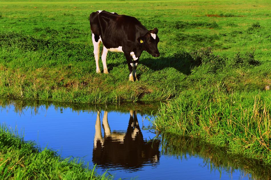 Cow Cattle Animal