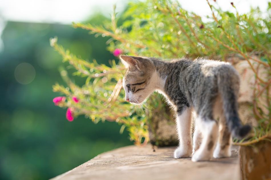 cute Kitty on terrace