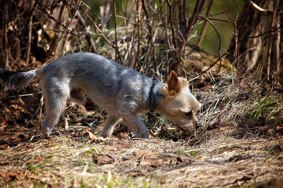 Dog Out Spring