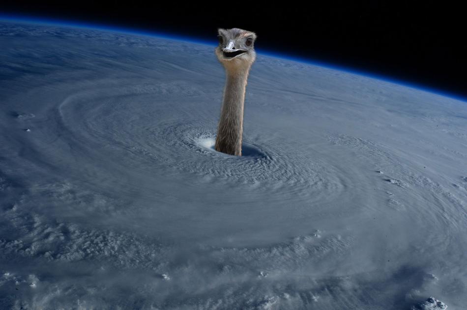 Ostrich Earth Hurricane