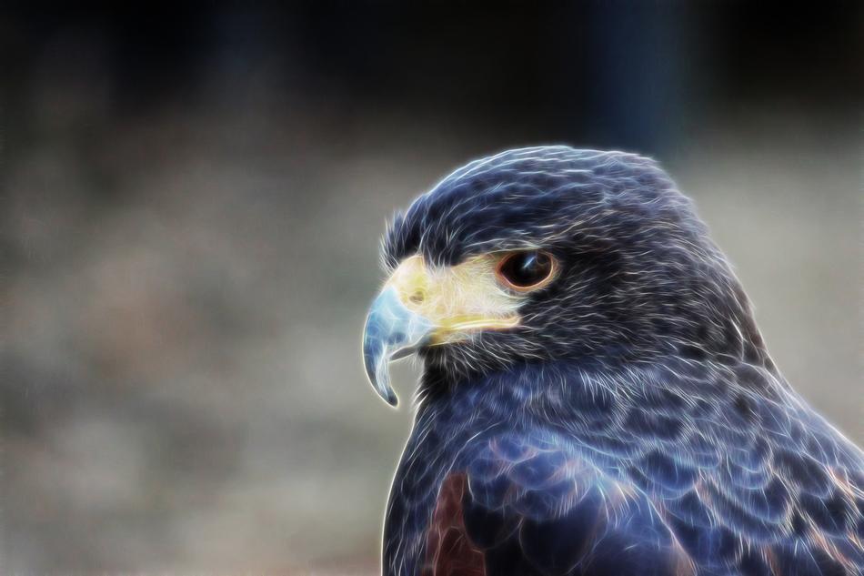 falcon big hawk bird of prey bird